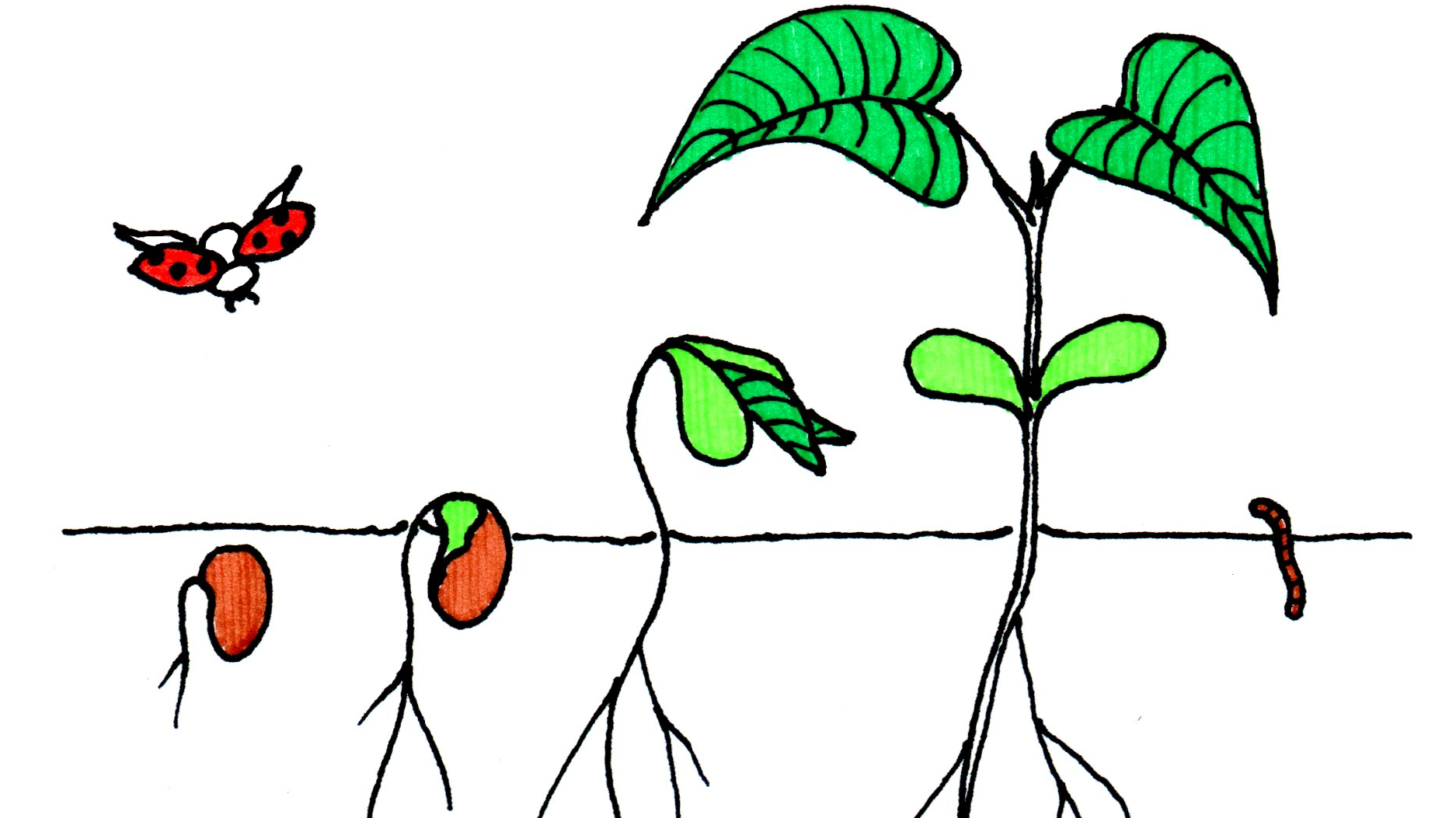 My ideas